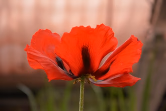 DSC_4919