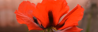 Mohn_DSC_4920